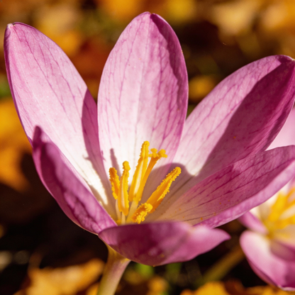 Colchicum Autumnale Flower Seeds for Garden Planting