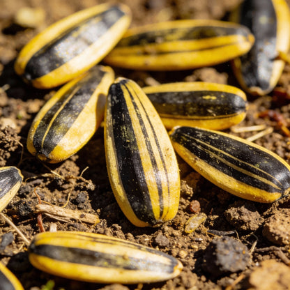 Lemon Yellow Sunflower Seeds - Yellow Sunflower Seeds for Garden