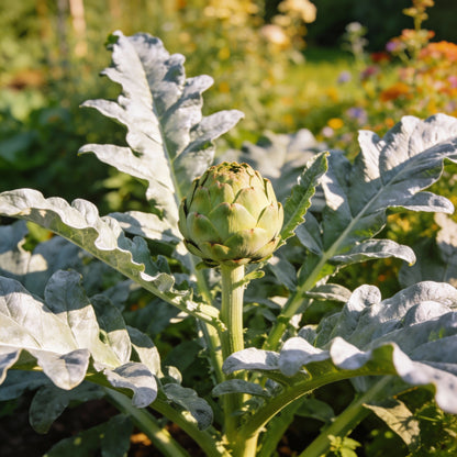 NM Herb Artichoke Green Globe Seeds for Planting and Gardening