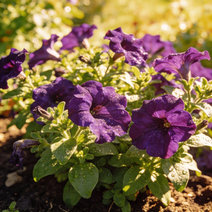 Deep Purple Petunia Seeds for Gardens and Containers