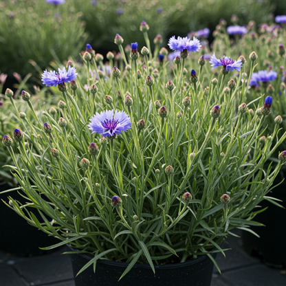 Cornflower Dwarf Polka Dot Mix Seeds for Garden Planting