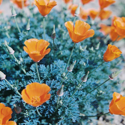 Eschscholtzia Orange King Seeds for Garden Planting