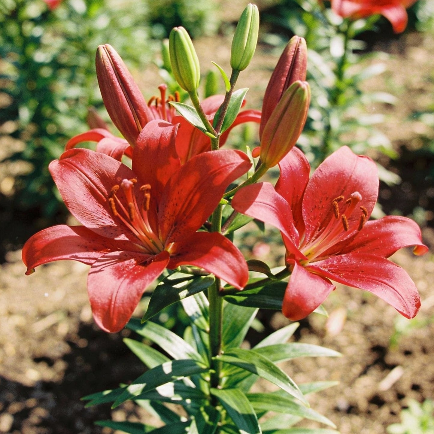 Lillium Asiatic Red Seeds for Garden Planting