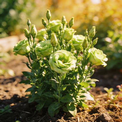 Lisianthus Rosita 2 Jade Seeds for Gardens and Bouquets