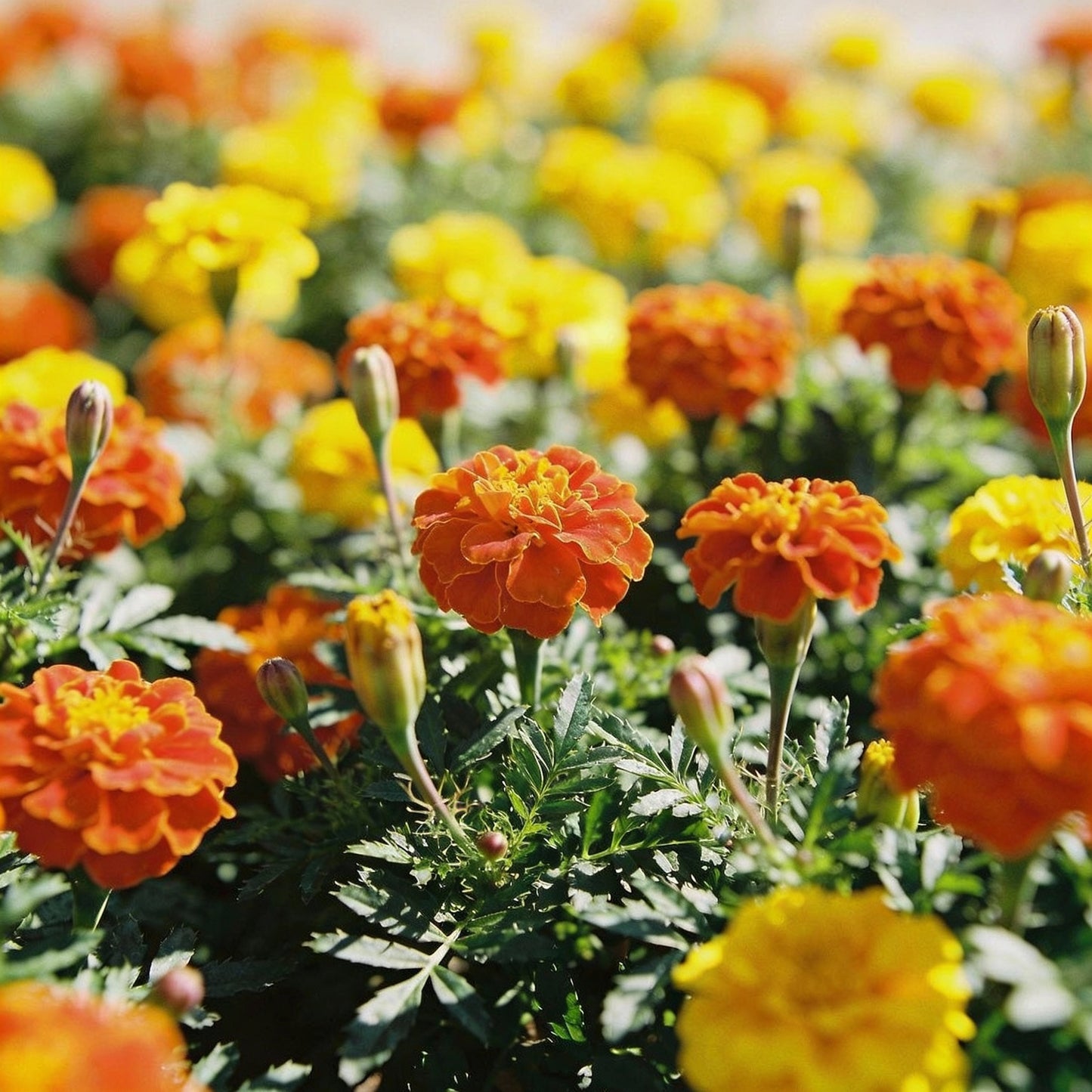Orange and Yellow Geranium Flower Seeds for Garden Planting