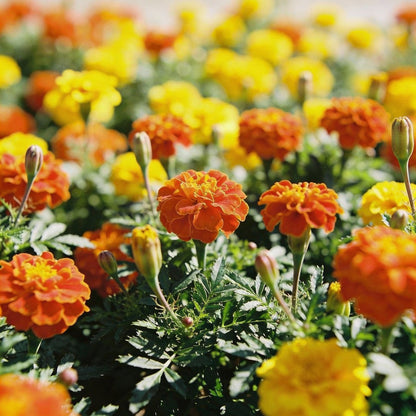 Orange and Yellow Geranium Flower Seeds for Garden Planting