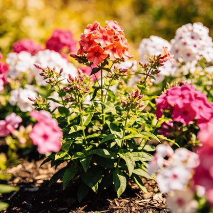Phlox F1 Promise Mix Hybrid Seeds for Garden Planting
