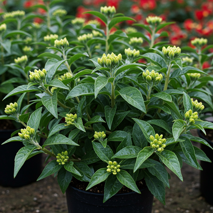 Sunset Mix Flower Seeds for Garden Planting