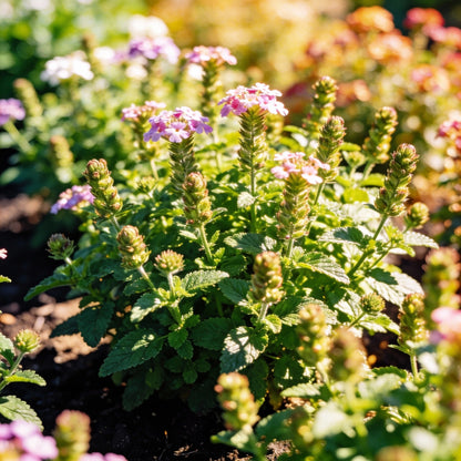 Verbena Quartz Series Mixed Seeds for Garden Planting
