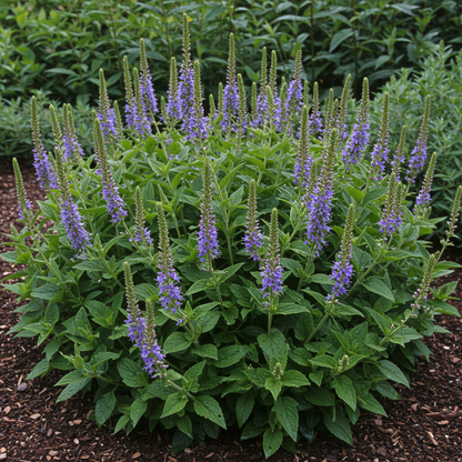 Veronica Gentianoides Flower Seeds for Garden Planting
