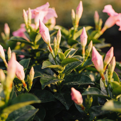 Vinca Pacifica XP Blush Flower Seeds for Garden Planting