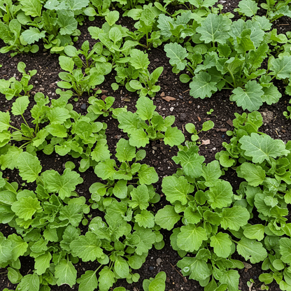 Mixed Ornamental Flower Seeds - Mixed Flower Seeds for Garden