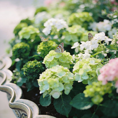 Green with Envy Flower Seed Mix for Garden Planting