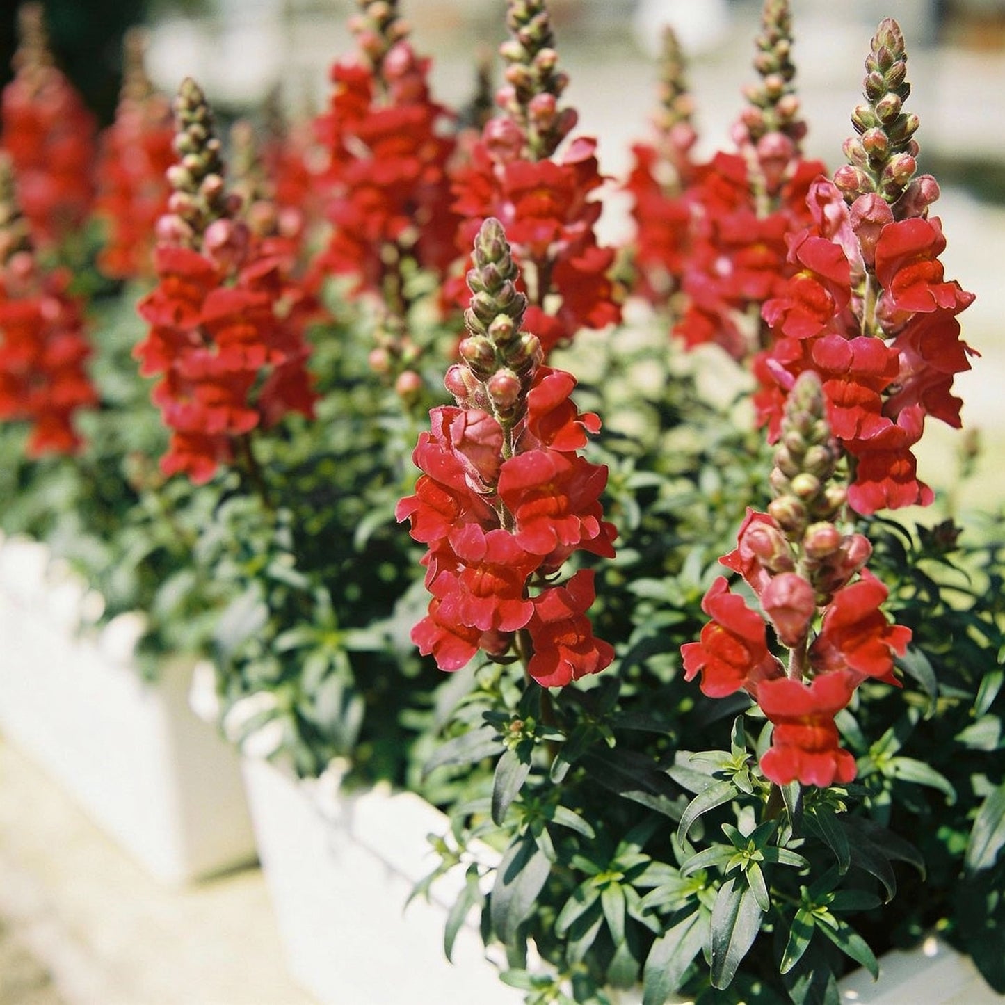Deep Red Snapdragon Flower Seeds for Garden Planting