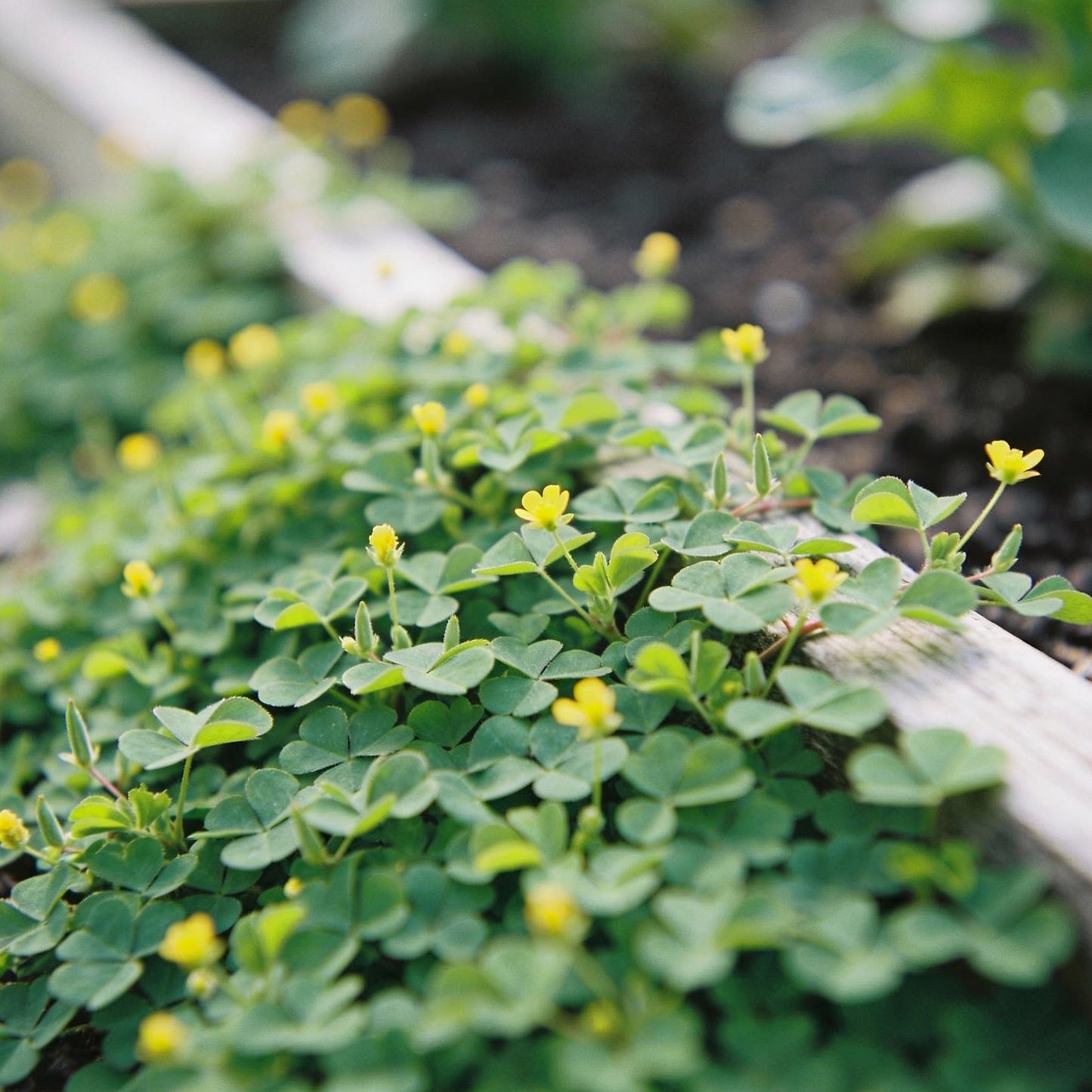 Procumbent Yellow Sorrel Grass Seeds - Sorrel Flower Seeds for Garden
