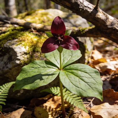 Trillium Erectum Seeds for Woodland and Shade Gardens