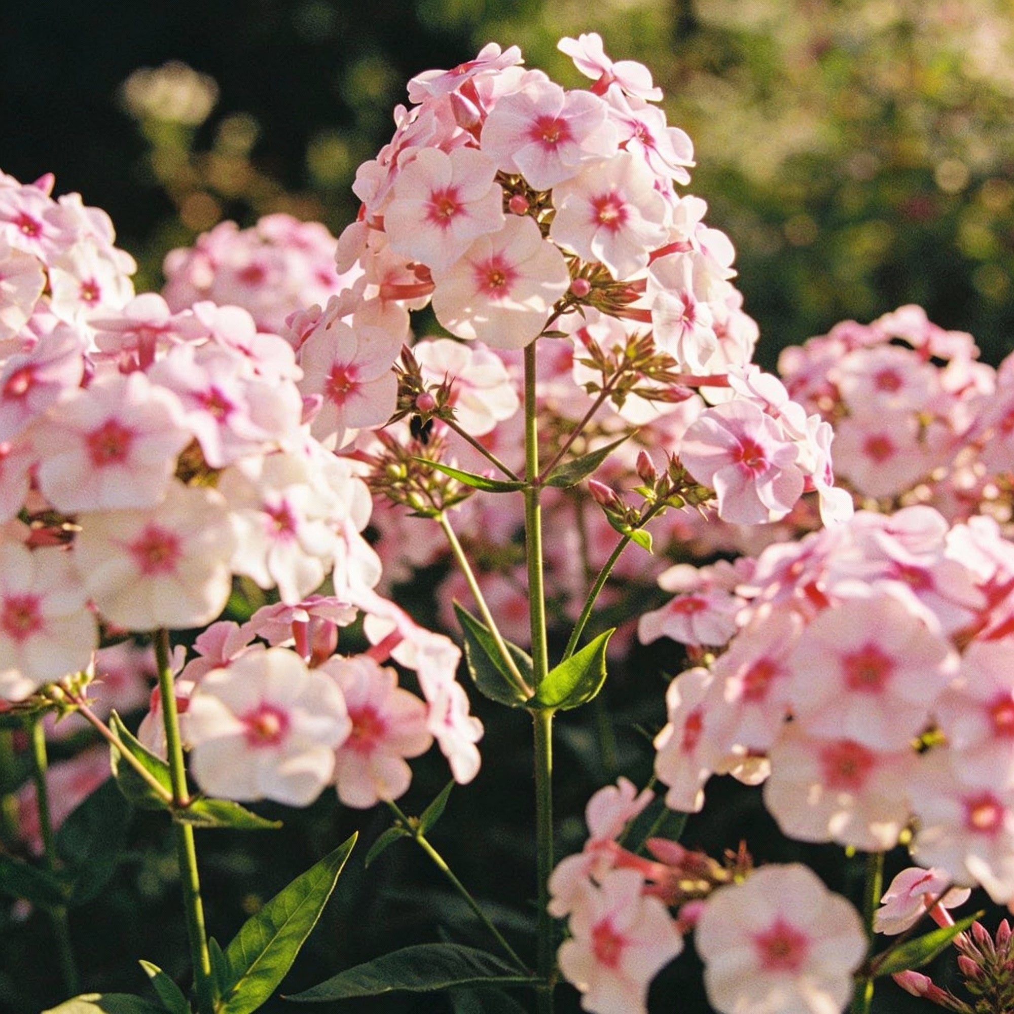 saponaria-officinalis-seeds-for-gardens-and-borders