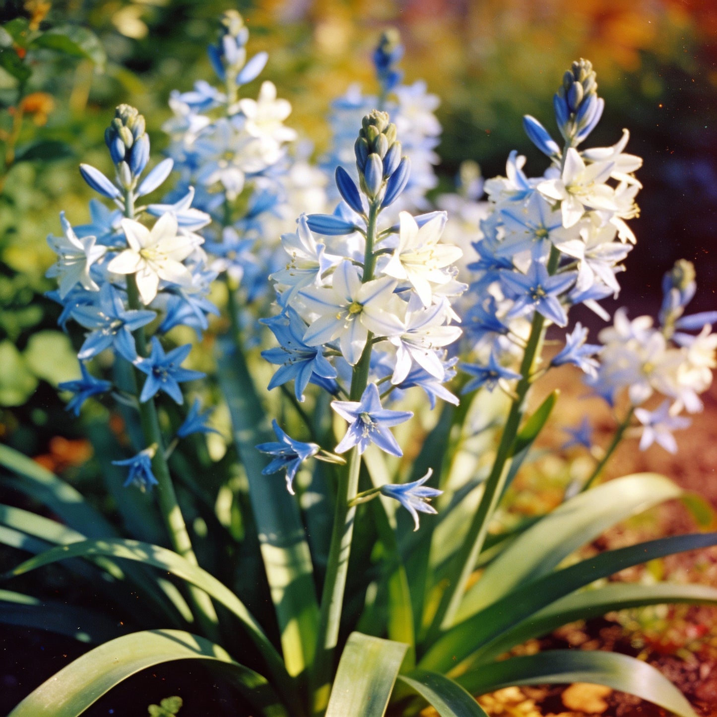Triteleia Hyacinthina Seeds for Gardens and Borders