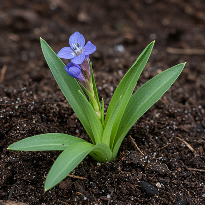 Edraianthus Serbicus Flower Seeds for Garden Planting
