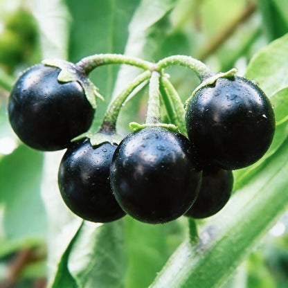 Black Nightshade Seeds – Solanum nigrum Edible Medicinal Herb for Home Gardens