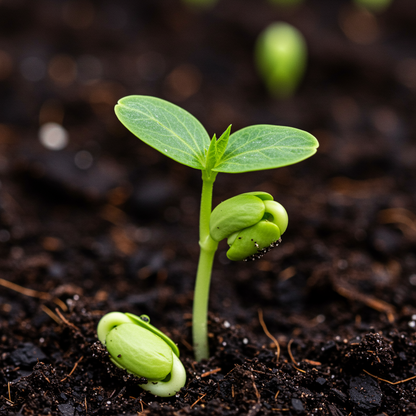 Ipomoea Tutu Flower Seeds for Garden Planting