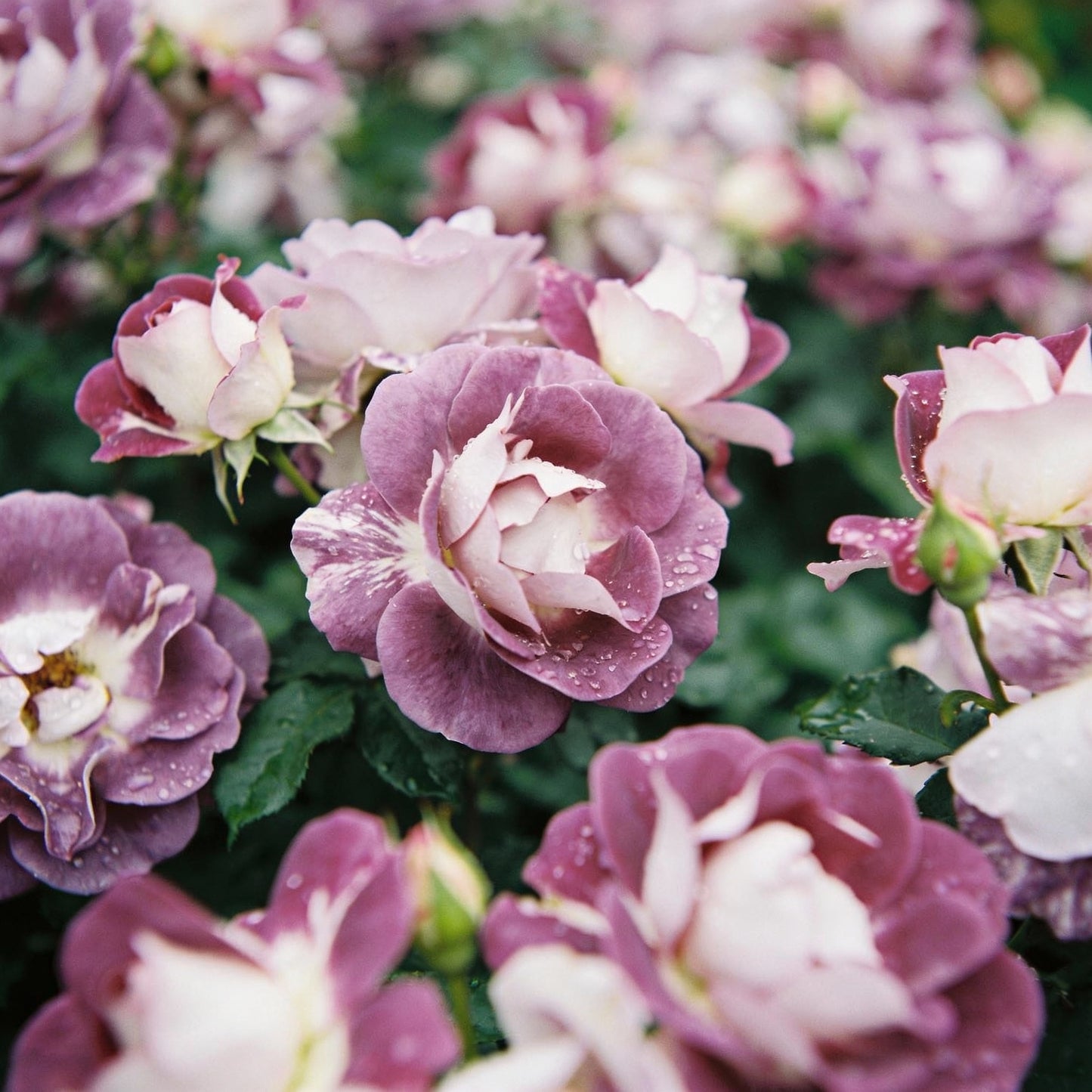 Lavender and White Rose Flower Seeds for Garden Planting