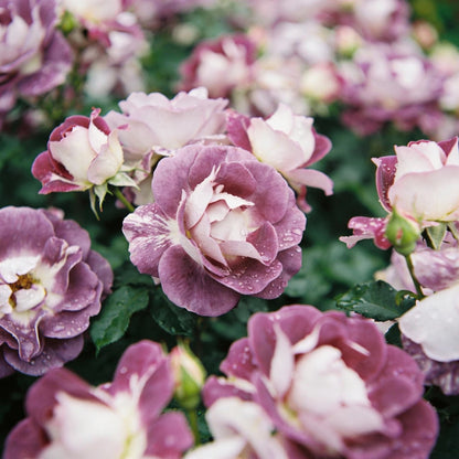 Lavender and White Rose Flower Seeds for Garden Planting