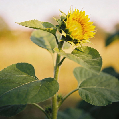 Lemon Yellow Sunflower Seeds - Yellow Sunflower Seeds for Garden