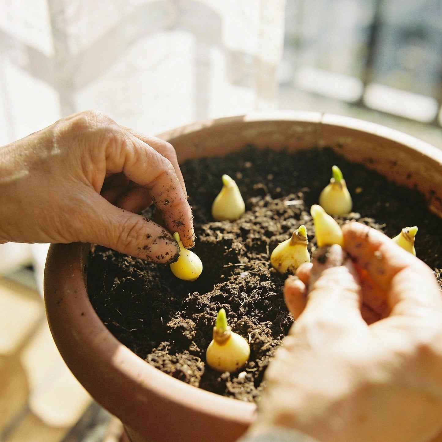 Amaryllis Flower Seeds for Planting – Light Yellow (2 pcs)