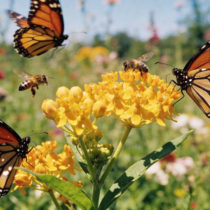 Asclepias Tuberosa Hello Yellow Butterfly Flower Seeds for Garden Planting