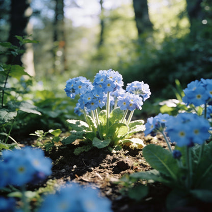Primula Acaulis Light Blue Seeds for Garden Planting