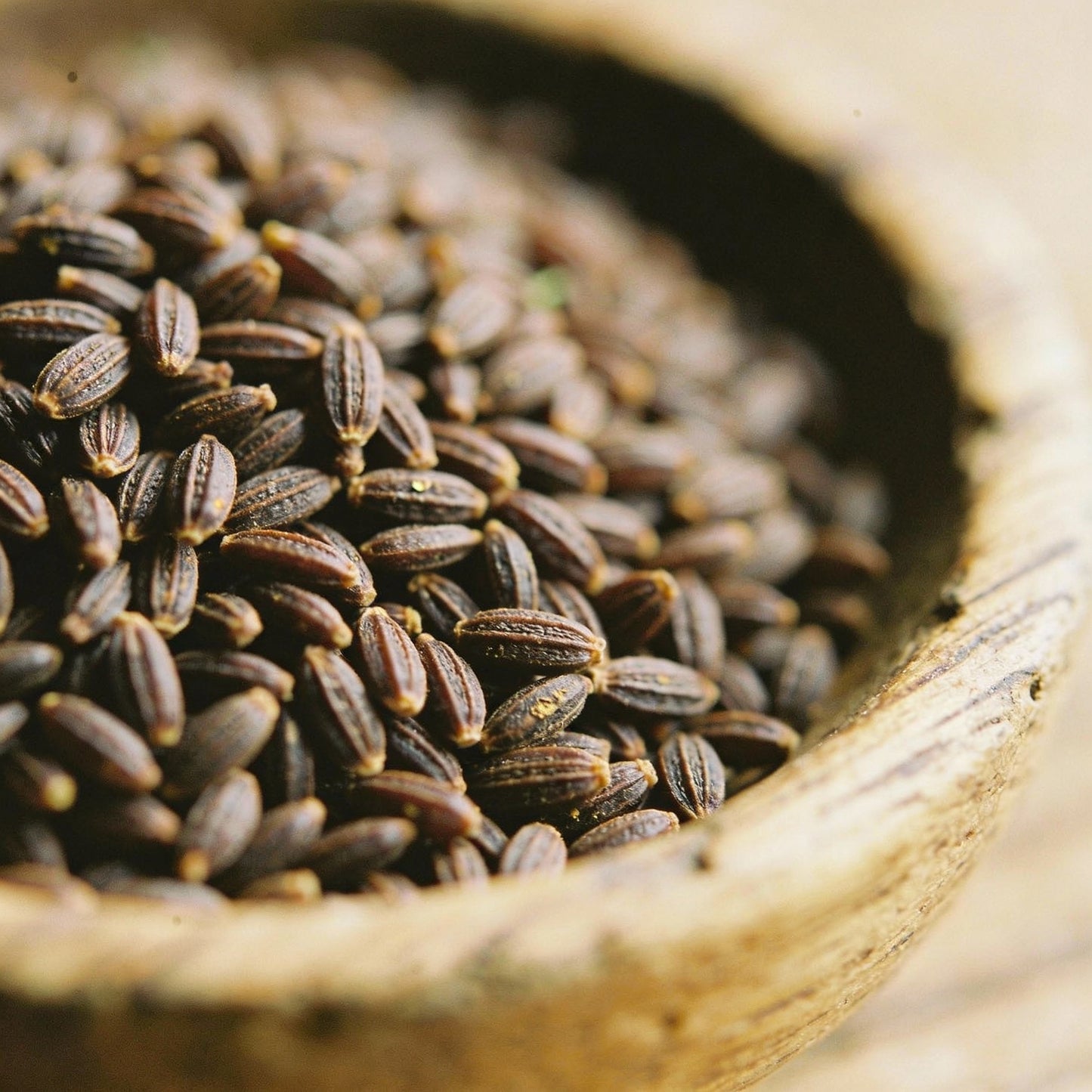 Alisma Plantago Aquatica Seeds for Garden Planting