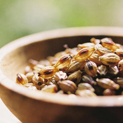 Aquilegia Einseleana Seeds for Garden Planting