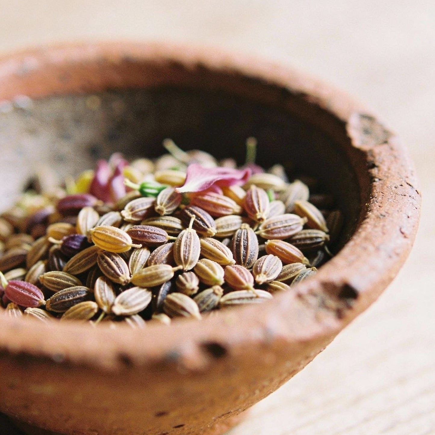 Aquilegia Cottage Garden Mix Seeds for Garden Planting