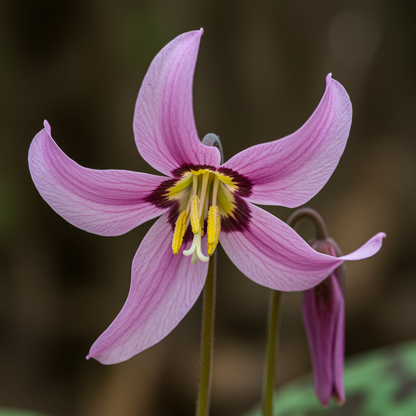 Erythronium Revolutum Seeds for Garden Planting