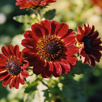 Red Mini Sunflower Seeds for Garden Planting