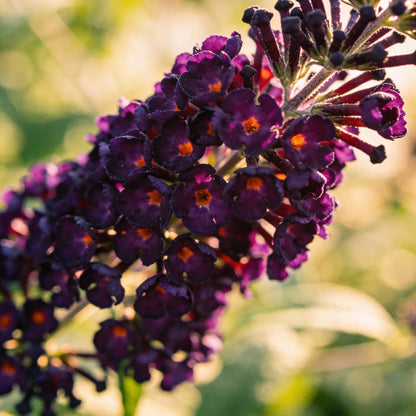 Black Knight Buddleja Flower Seeds for Planting