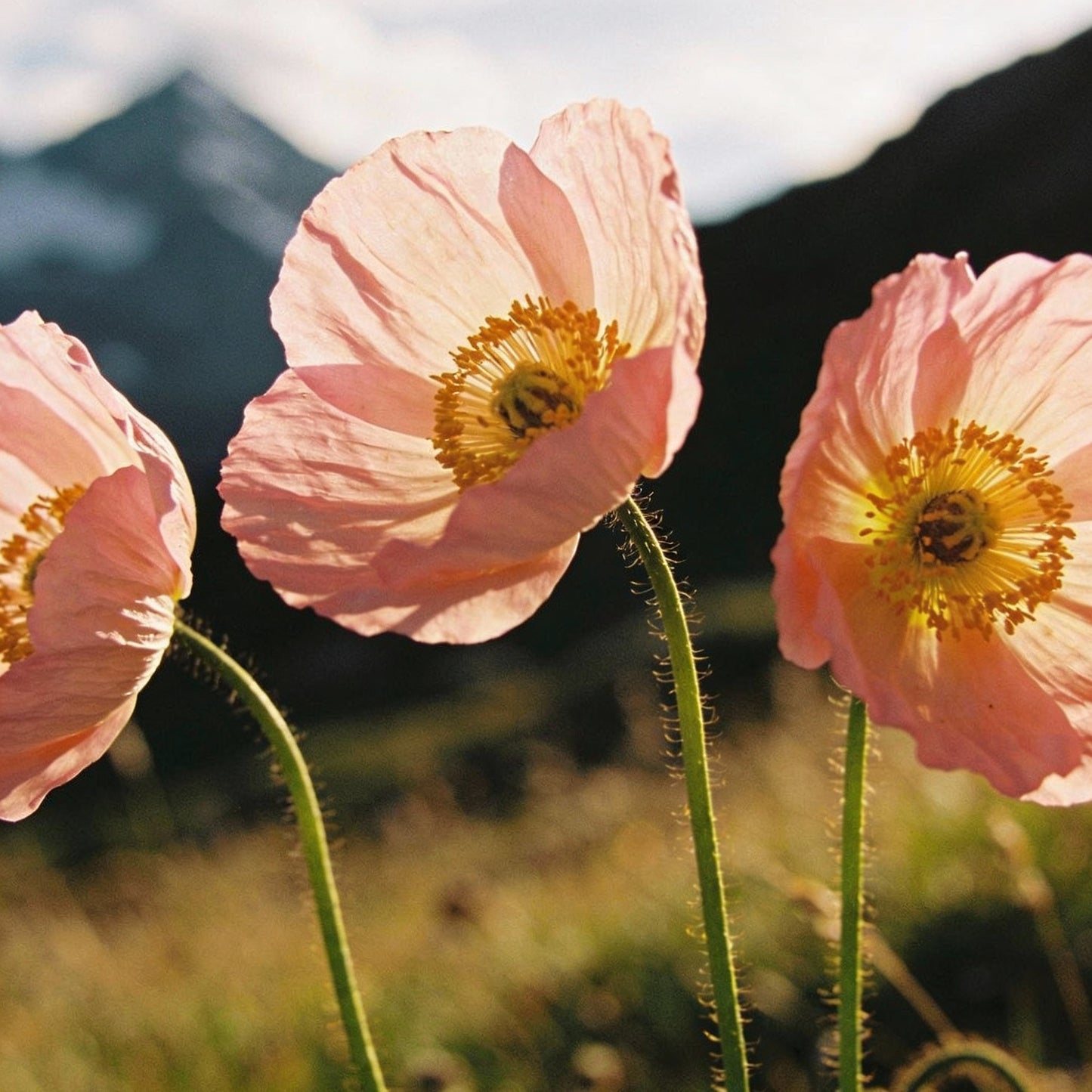Papaver Radicatum Rosea Flower Seeds for Garden Planting