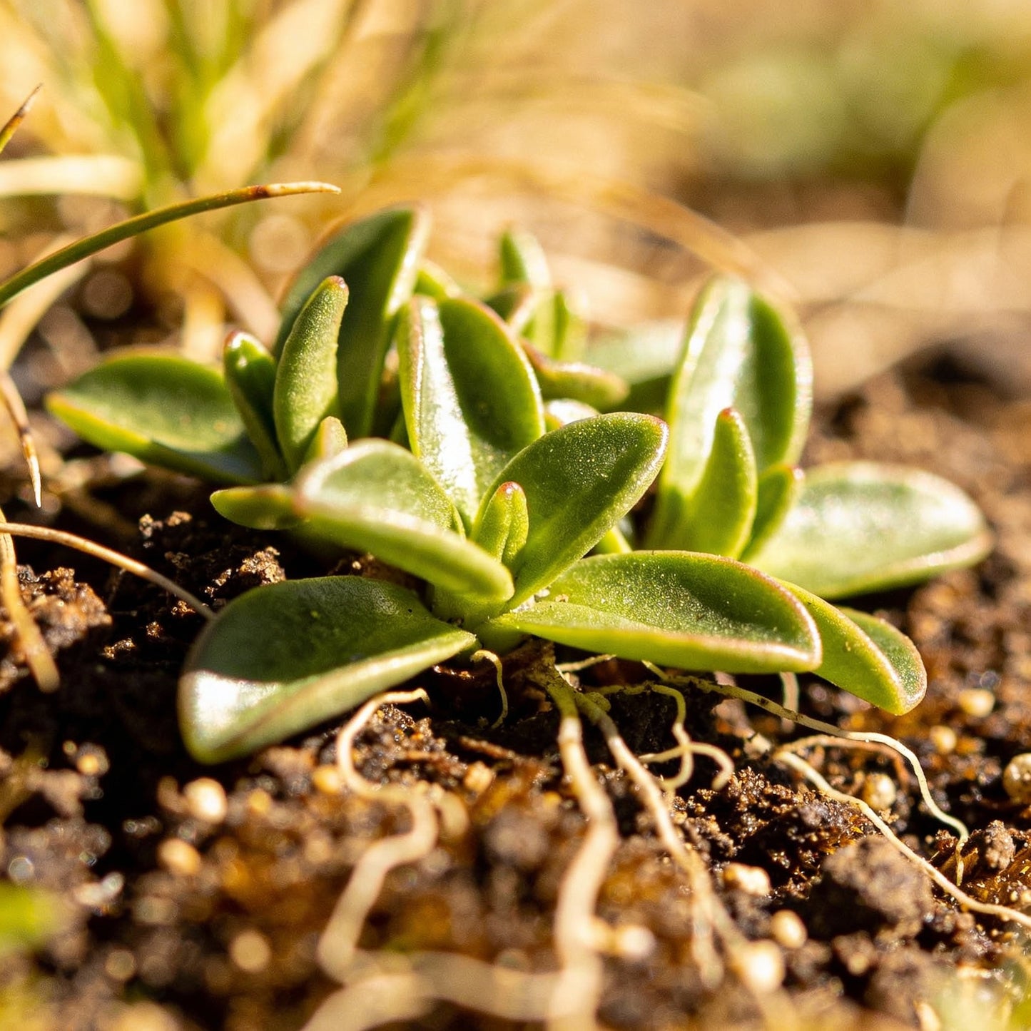 Saussurea Nepalensis Seeds for Gardens and Rockeries