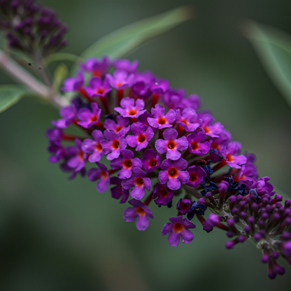 Buddleia Black Knight Butterfly Bush Flower Seeds for Garden Planting