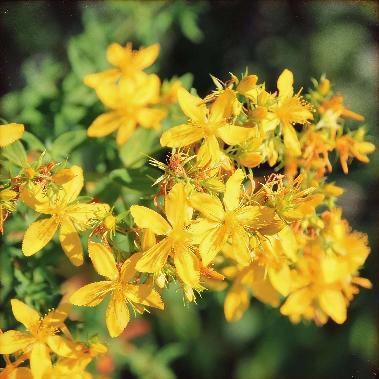 St. John’s Wort Seeds – Hypericum perforatum Medicinal Perennial Herb
