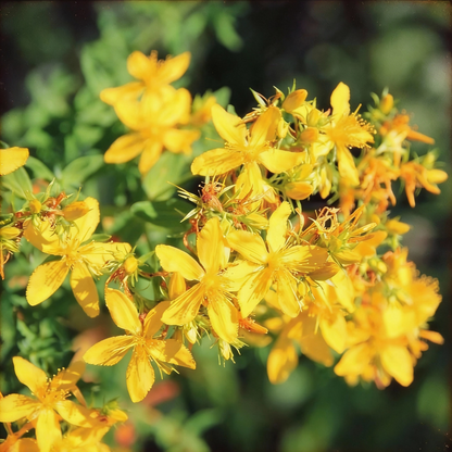 St. John’s Wort Seeds – Hypericum perforatum Medicinal Perennial Herb