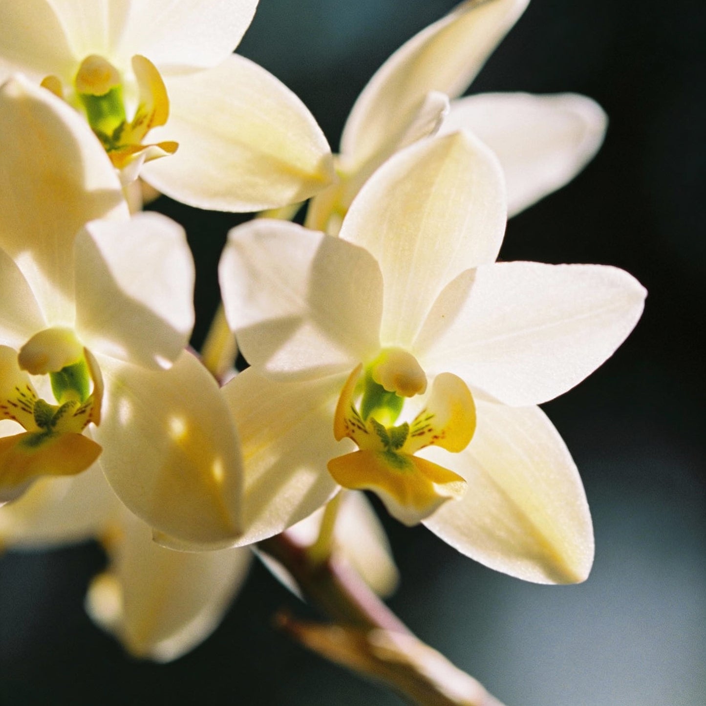 Albucca Humilis Flower Seeds for Garden Planting