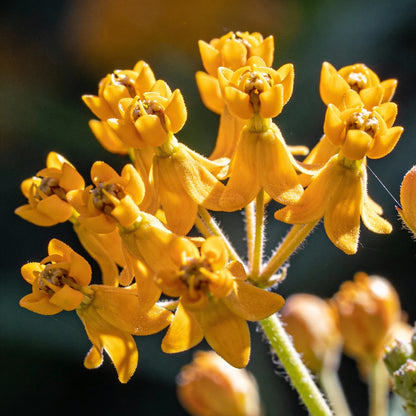 Asclepias Tuberosa Hello Yellow Butterfly Flower Seeds for Garden Planting