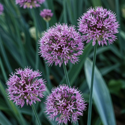Allium Acutiflorum Seeds for Garden Planting