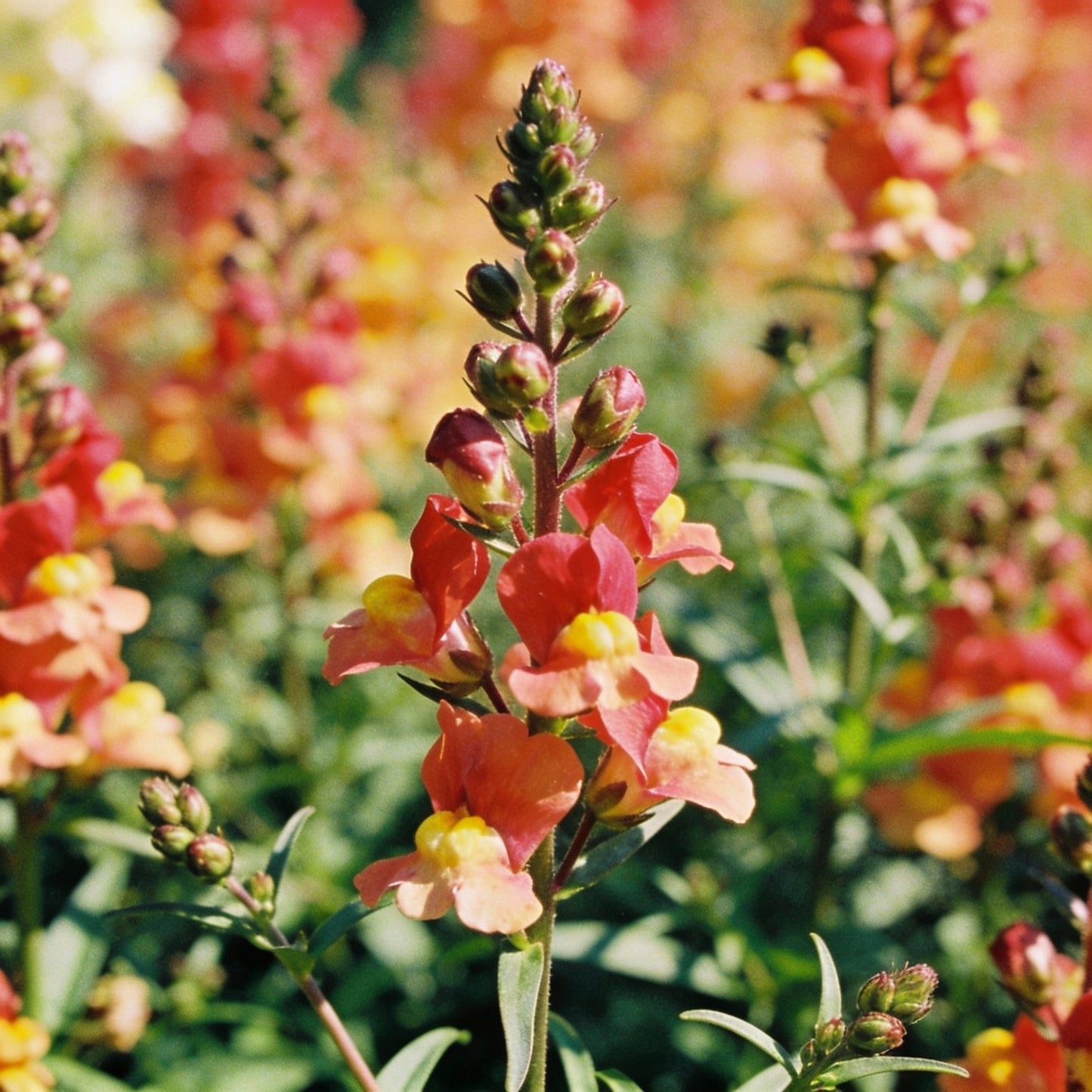 NM Clarkia Elegans Double Mix Seeds for Garden Planting