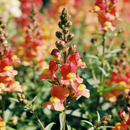 NM Clarkia Elegans Double Mix Seeds for Garden Planting