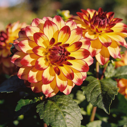 Mixed Yellow Red Dahlia Flower Seeds - Dahlia Flower Seeds for Garden