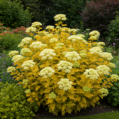 Filipendula Ulmaria Aurea Seeds for Garden Planting