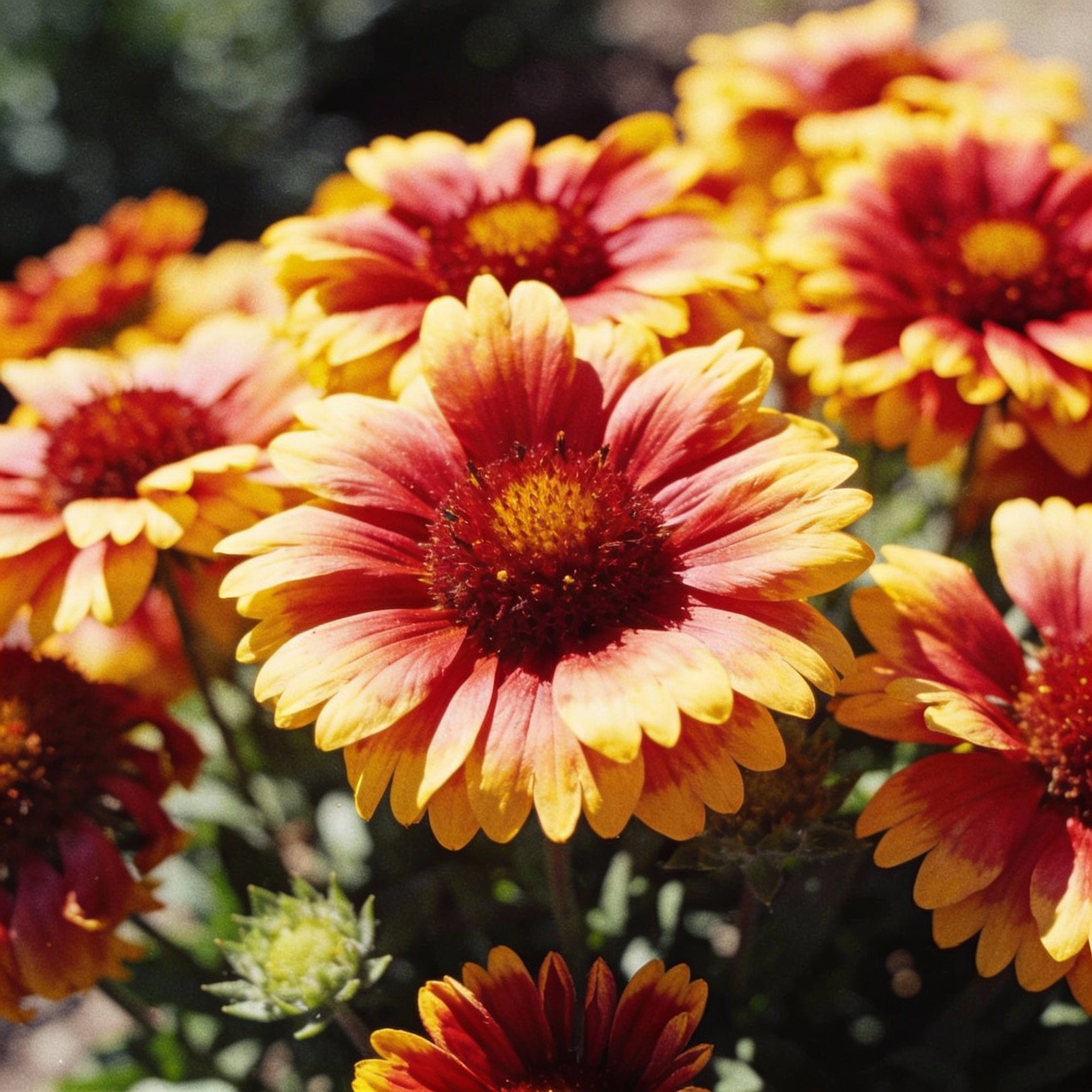 gaillardia-arizona-sun-seeds-for-garden-planting